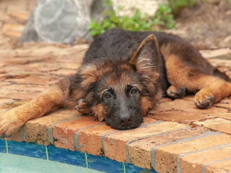 Posting German Shepherd Ears When Will They Stand Up The Goody Pet