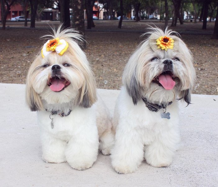21 Shih Tzu Hairstyles That Would Make Your Shih Tzu A Star The Goody Pet