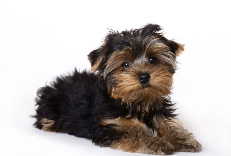 how can you tell if a yorkie is purebred