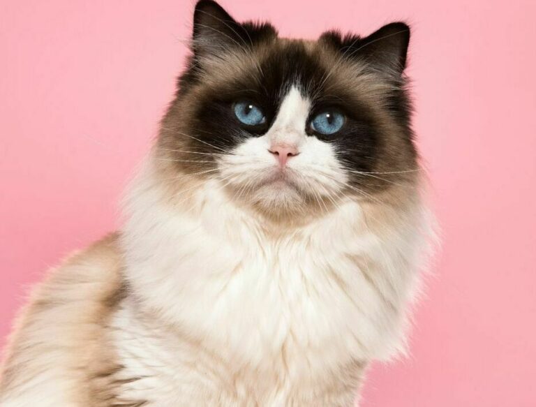Ragdoll Cats Your Complete Cat Breed Guide The Goody Pet