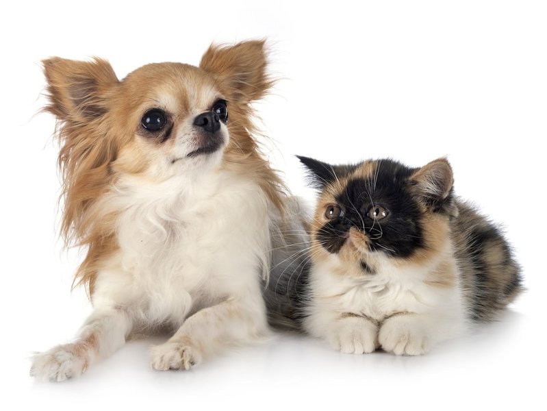 Are Cats More Popular Than Dogs