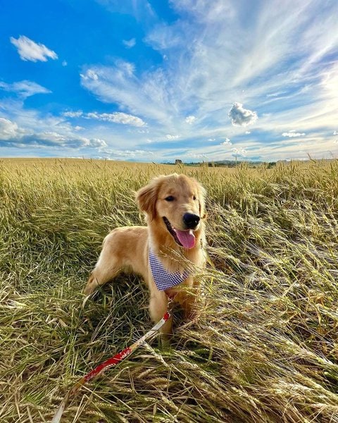 Human Foods To Fatten Up A Dog KeepingDog