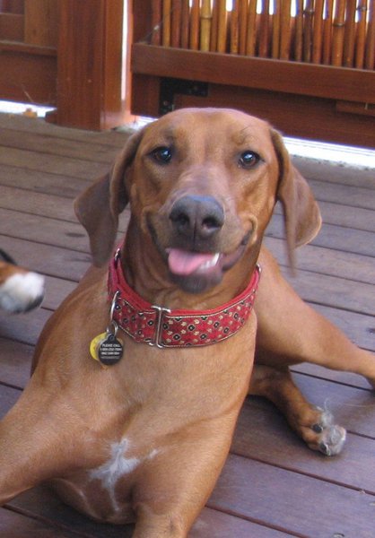 31 Fastest Dog Breeds That You Can’t Keep Up - The Goody Pet