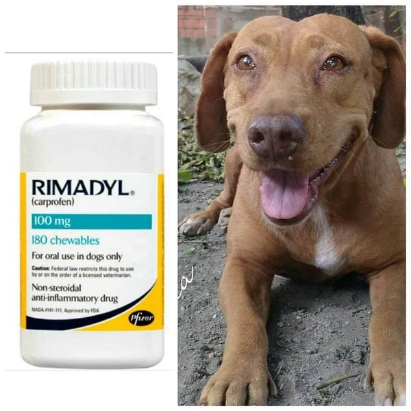 Is Rimadyl Safe For My Dog? Dosage + Side Effects The