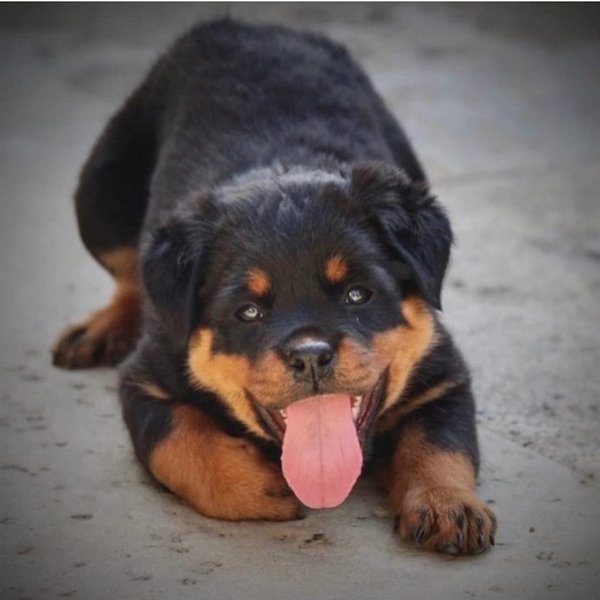 21 Most Obedient Dog Breeds That Would Make Dog Training - The Goody Pet