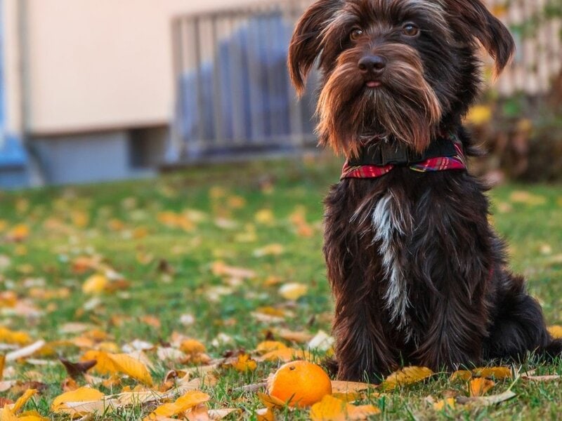 mini Om mærkelig 28 Schnauzer Mixes That You Never Know Existed - The Goody Pet