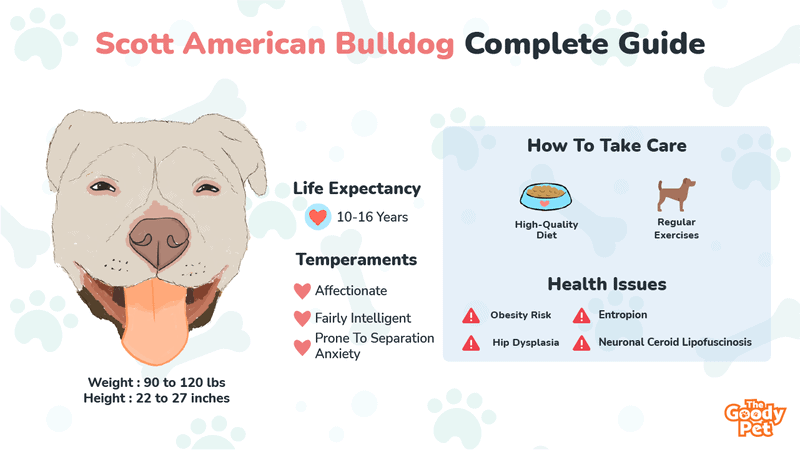 how often do american bulldogs shed