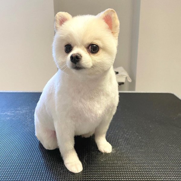 26 Pomeranian Haircuts That Make Your Little Pooch Look Super Cute - The Goody Pet
