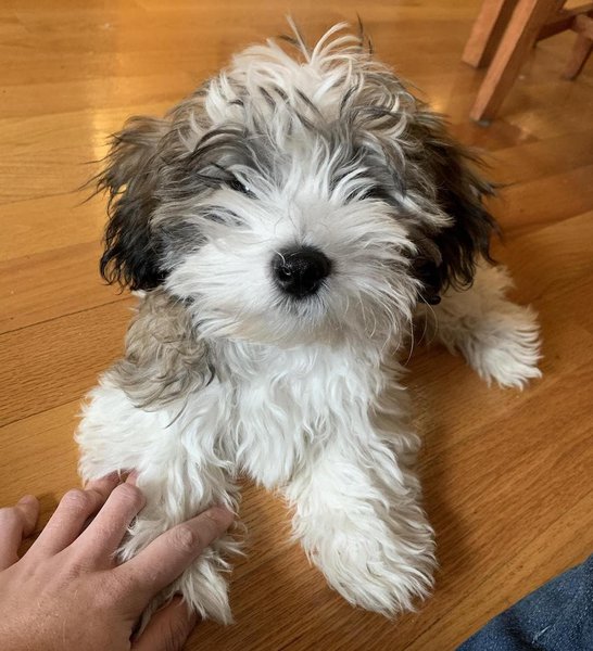 are bichon shih tzu hypoallergenic