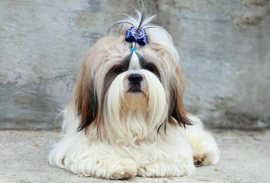 21 Shih Tzu Hairstyles That Would Make Your Shih Tzu A Star - The Goody Pet