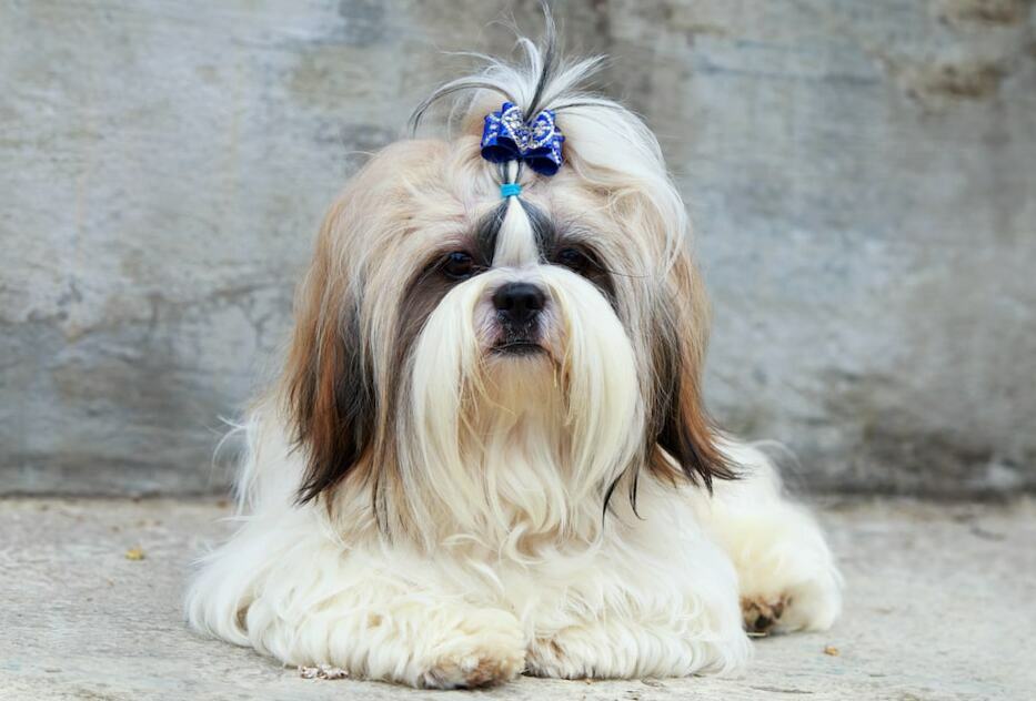 21 Shih Tzu Hairstyles That Would Make Your Shih Tzu A Star - The Goody Pet 21 Shih Tzu Hairstyles That Would Make Your Shih Tzu A Star - The Goody Pet