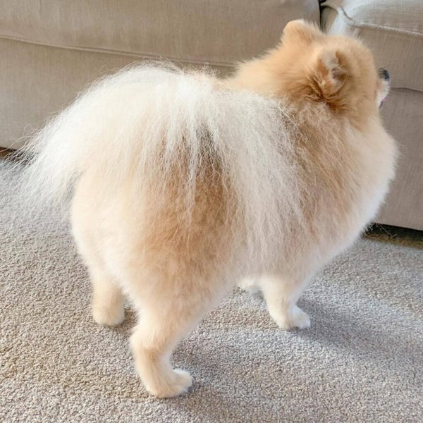 pomeranian show cut