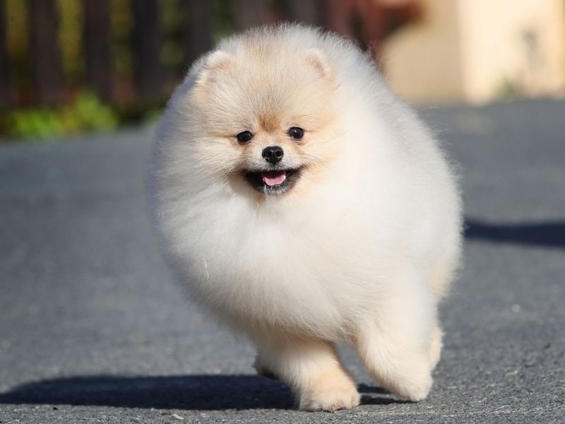 What Is The Name Of A Small White Fluffy Dog