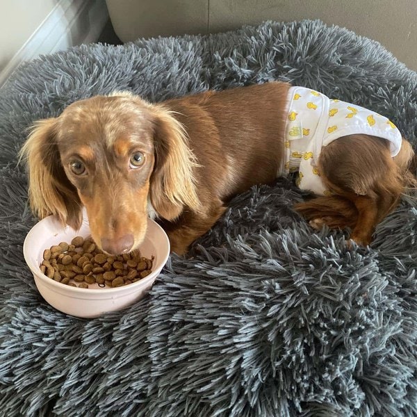 When Do Dogs Stop Going Into Heat? The Last Heat Cycle In Female Dogs The Goody Pet