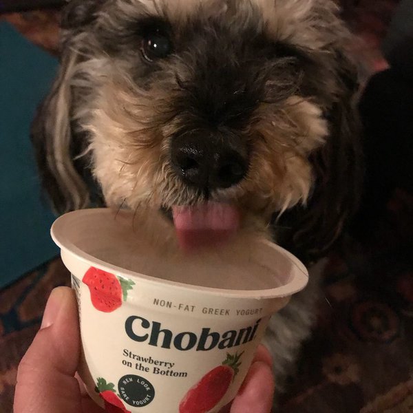 What Kind Of Yogurt Can Dogs Eat? 11 Types That Are Safe For Dogs The Goody Pet