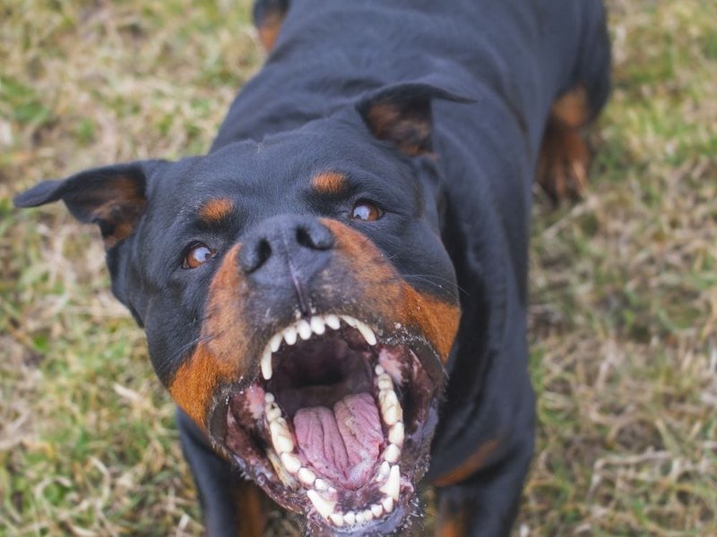 Why Do Dogs Suddenly Aggressive