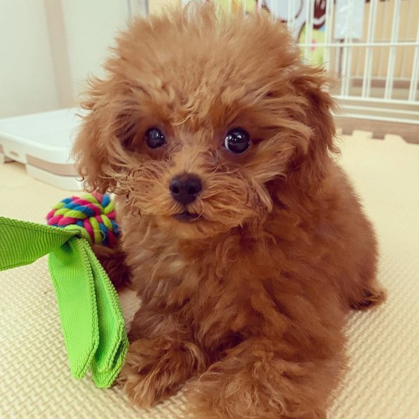 My Puppy Won't Eat This Is What You Need To Do! The Goody Pet