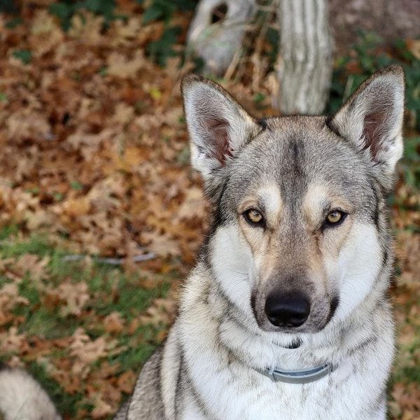 22 Dogs That Look Like German Shepherds - Hoppla! - The Goody Pet