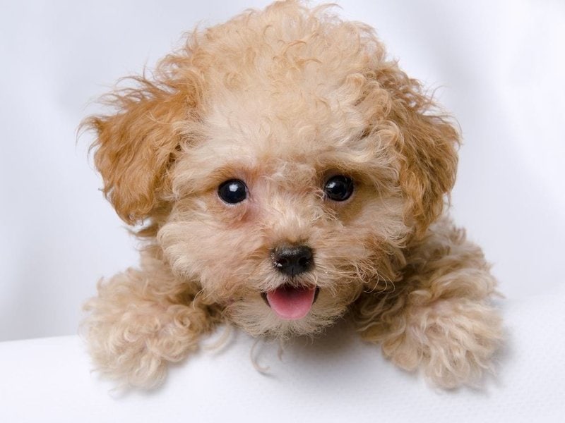 Teacup Dogs 101 Ultimate Guide + FAQs The Goody Pet