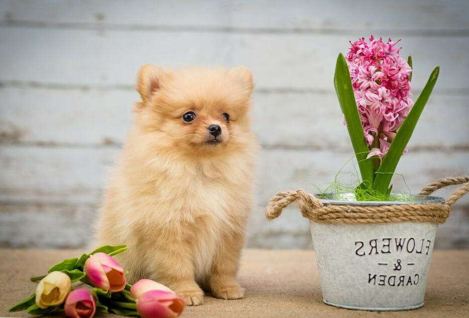 Teddy Bear Pomeranian Your Complete Breed Guide The Goody Pet