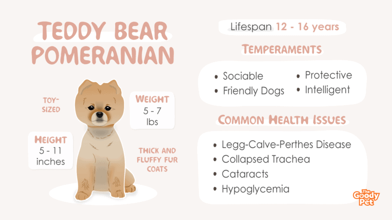 Teddy Bear Pomeranian Your Complete Breed Guide The Goody Pet