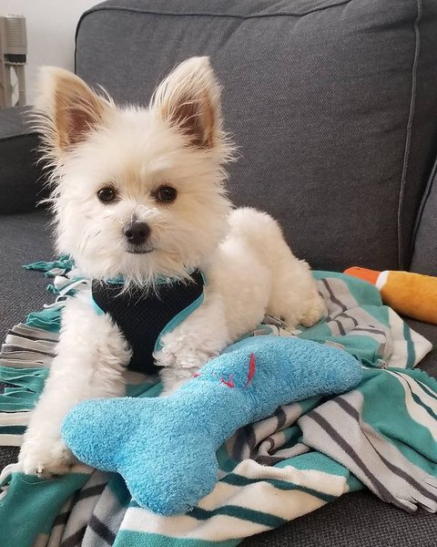 We're were told he was a maltese x Chihuahua mix : r/DogBreeds101