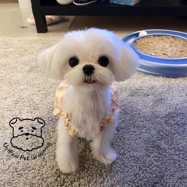 Teacup Maltese Little Known Facts REVEALED! The Goody Pet