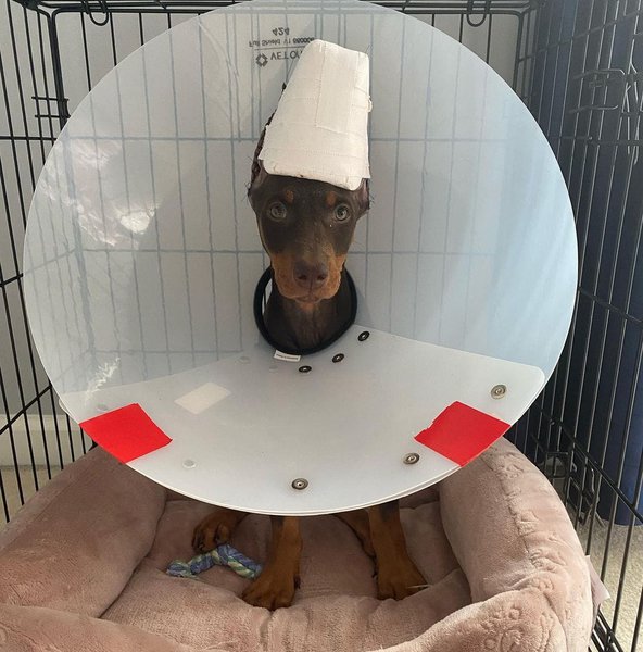 Doberman Ear Cropping Is It Necessary? And Is It Illegal? The Goody Pet