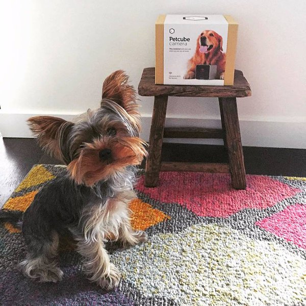 How Much Do Teacup Yorkies Cost (Updated January 2024) The Goody Pet