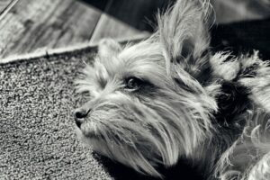 What Are A Yorkie's Sleeping Habits? Do They Sleep So Much? - The Goody Pet