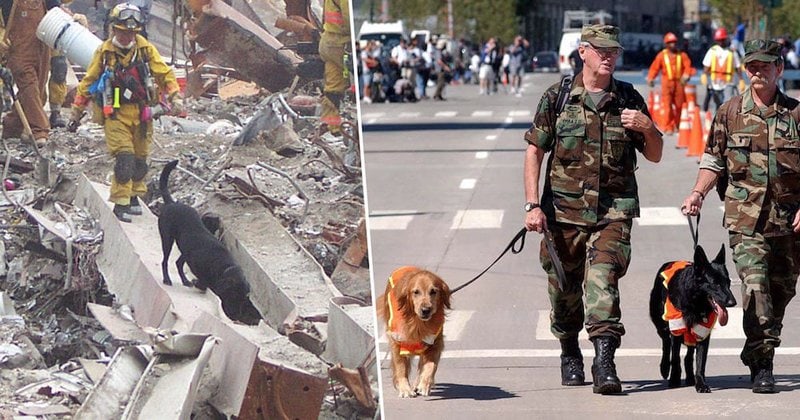20th Anniversary Of 9/11 Commemorates Search And Rescue Dogs In An Exhibit  - The Goody Pet