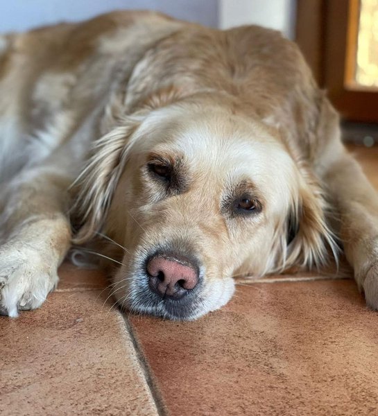 Do Dogs Throw Up When Pregnant? 12 Other Signs Of Pregnancy The Goody Pet