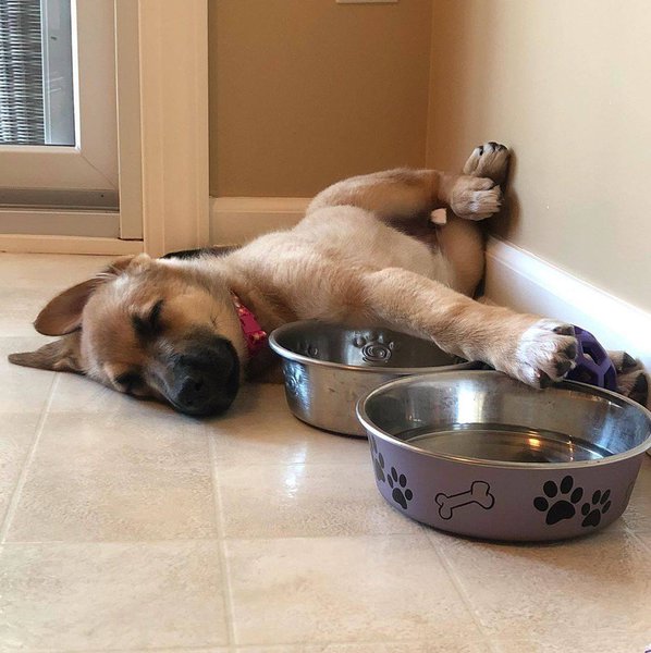 How Much Sleep Do Puppies Need? Everything You Need to Know The