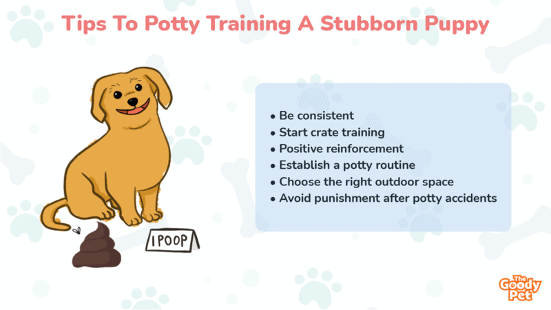 how do you potty train a stubborn puppy