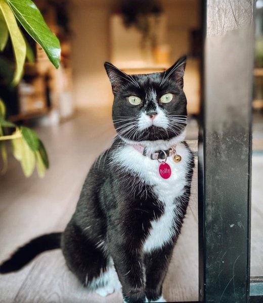 Tuxedo Cat Combine - Us Pets Love