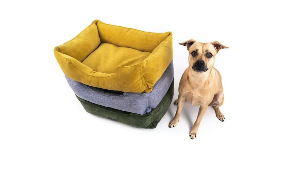 19 Types Of Dog Beds You Never Knew Was An Option The Goody Pet