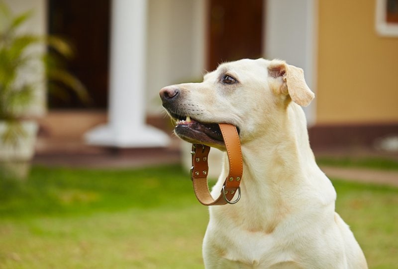 BRONZEDOG Rope Dog Collar Slip Choke Reflective Pet Collars for Small Medium Large Dogs Purple Orange Green 