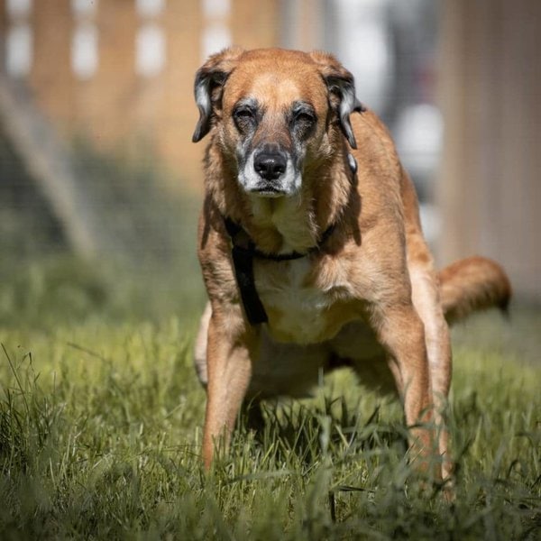 White Specks In Dog Poop Should I Be Worried? The Goody Pet