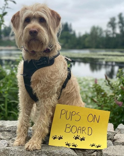 Do Dogs Throw Up When Pregnant? 12 Other Signs Of Pregnancy The Goody Pet