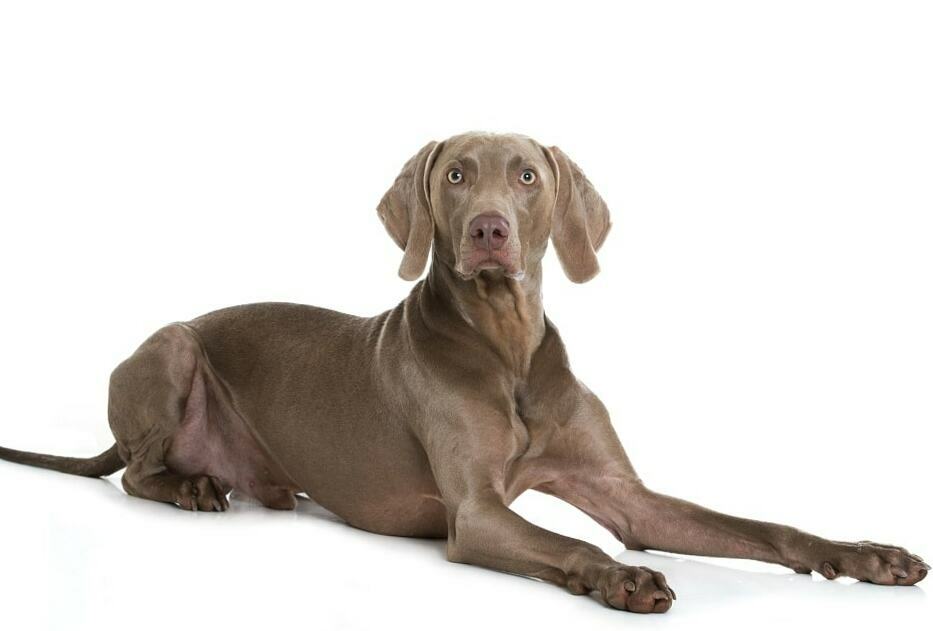 what is the breed of weimaraner