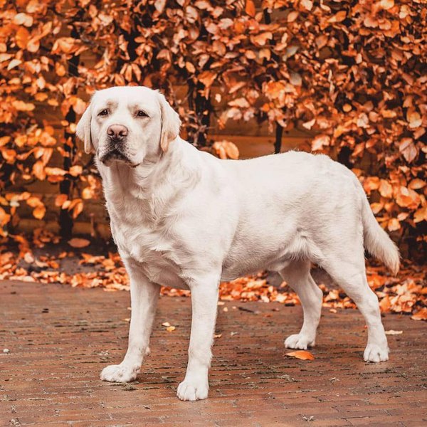 Labrador Lifespan How Long Do Labs Live On Average The Goody Pet