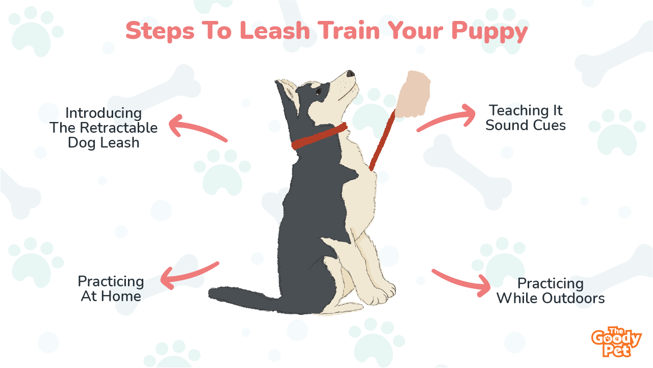 when can you start leash training a puppy