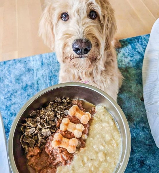 Can Dogs Eat Beef Broth? Here's Why It Is Beneficial To Your Dog The