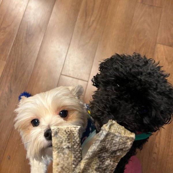 Can Dogs Eat Fish Skin? Check Out These Varieties Your Dog May Like