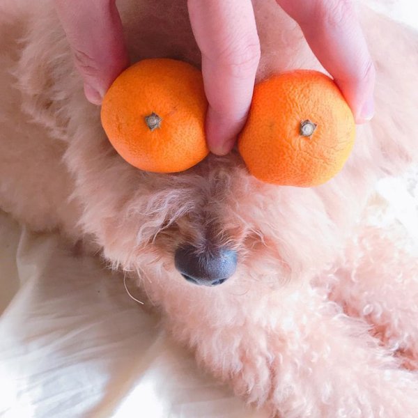 Can Dogs Eat Oranges? What About Cuties Oranges? The Goody Pet