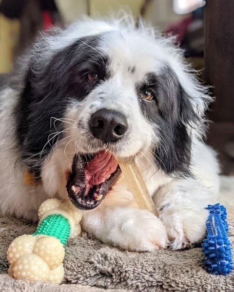 Can Dogs Eat Nylabones