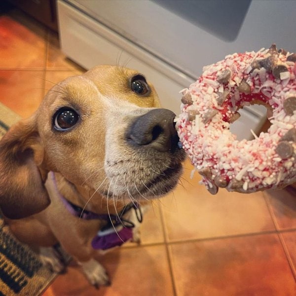 Can Dogs Eat Donuts? Uncovering All The Dangers This Seemingly Harmless