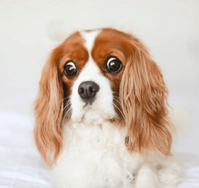 Why Are My Dogs Eyes Watery? Should I Be Worried? The Goody Pet