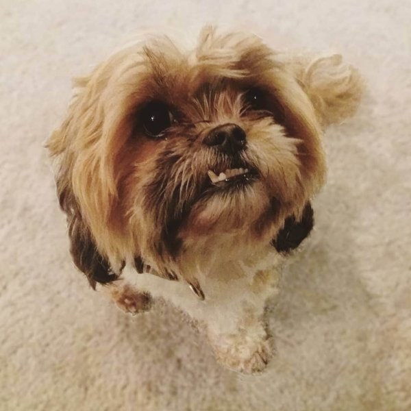 Can Dogs Eat Cotton Candy? No! Avoid At All Costs The Goody Pet