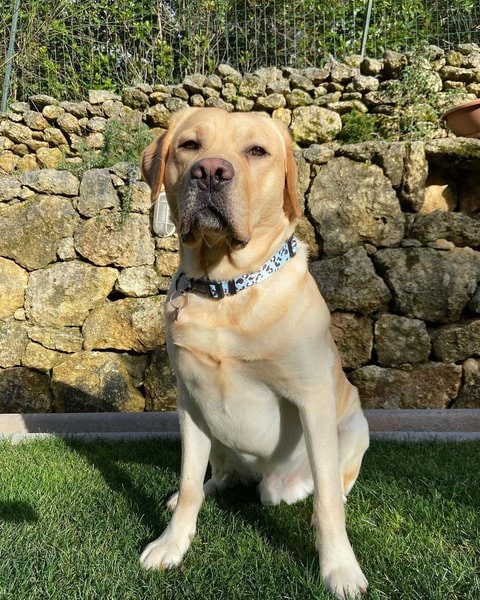 Yellow Labrador Your Complete Breed Guide The Goody Pet